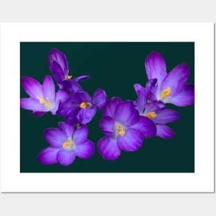 Garland of Purple Crocuses Posters and Art